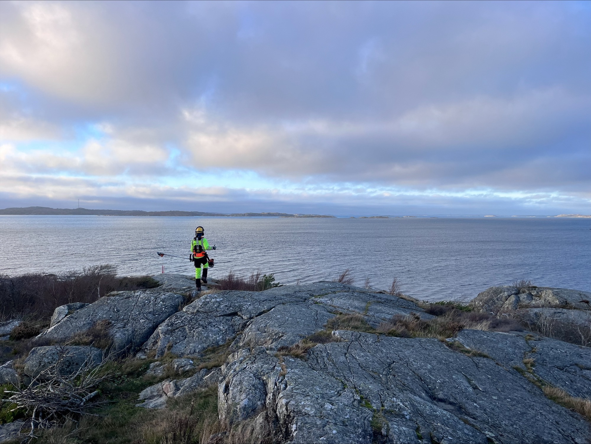 Ljunghedsområde i Sillvik