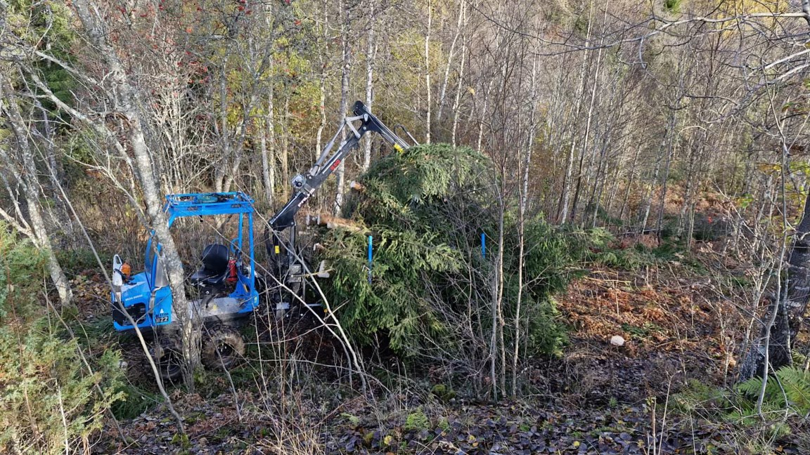 Skogsvårdsuppdrag åt Skogssällskapet